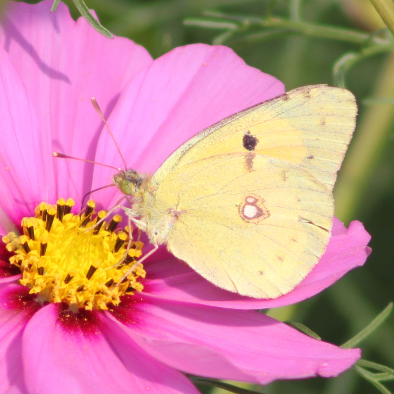 Colias crocea (Fourcroy, 1785)